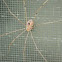 Harvestman