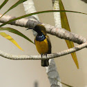 Olive-backed Sunbird
