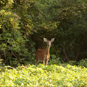 White-tailed deer