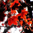 Sugar Maple