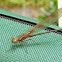 Damselfly