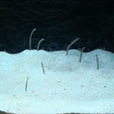 Spotted Garden Eel