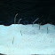 Spotted Garden Eel