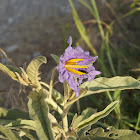 Silver Nightshade