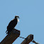 Osprey