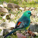Red Rumped Parrot