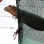 Black Spiny-tailed Iguana
