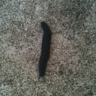 Black-Velvet Leatherleaf slug