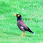 Common Myna