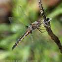 Common Baskettail dragonfly (female)