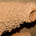 Swallow nest