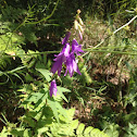 Creeping Bellflower