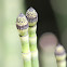 horsetail, winter scouring rush