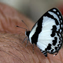 Straight Pierrot