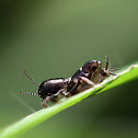 cricket