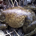 bull frog