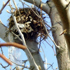Bird's nest