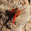 Broad Scarlet
