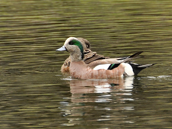 Spotting Image 1