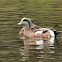 American Wigeon