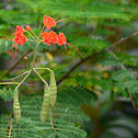 Hoja Sen