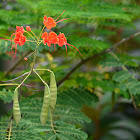 Hoja Sen