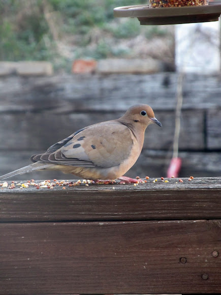 Spotting Image 1