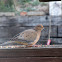 Mourning Dove