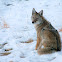 Coyote