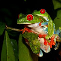 Red eye tree frog