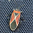 Whitecrossed Seed Bug