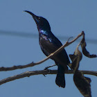 Purple Sunbird