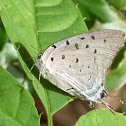 Lycaenid butterfly