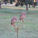 Burrowing Owl