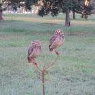 Burrowing Owl
