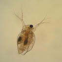 Pulga d'água