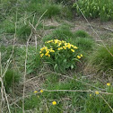 Marsh Marigold