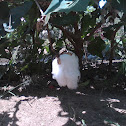 Algodoeiro