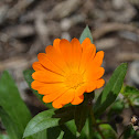 Calendula