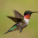 Ruby-Throated Hummingbird