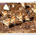 Mudpuddling of Spot Swordtail Butterfly