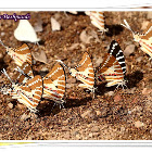 Mudpuddling of Spot Swordtail Butterfly