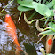 Ornamental koi