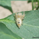 Jumping Spider