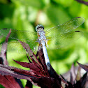 Blue Dasher dragonfly (male)