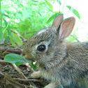 Cottontail Rabbit