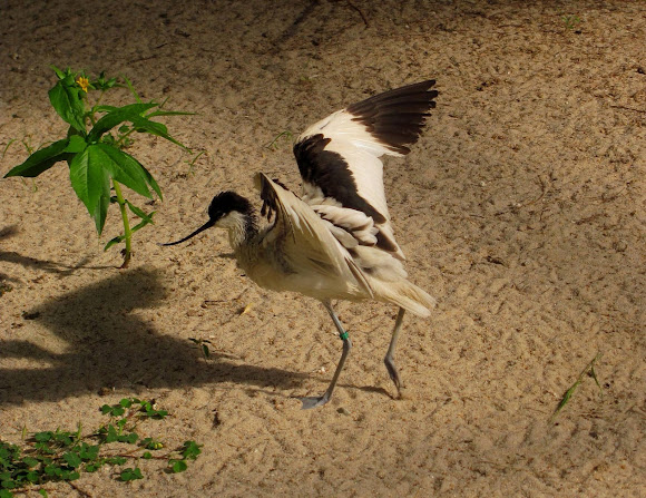 Spotting Image 1