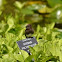 Black Phoebe