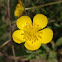 Creeping Buttercup