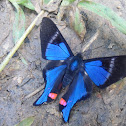 Blue Doctor  Rhetus periander